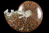 Polished, Agatized Ammonite (Cleoniceras) - Madagascar #97300-1